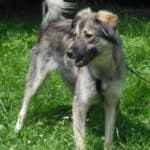 Flauschiger grau-hellbrauner Hund im Gras, der mit offenem Maul zur Seite schaut.