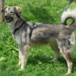 Flauschiger Hund mit eingerolltem Schwanz im Gras, mit Hundegeschirr und Leine.