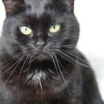 Schwarze Katze mit grünen Augen schaut in die Kamera, Tierheim Siegen.