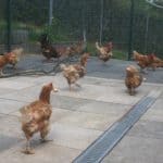 Hühner picken und laufen innerhalb eines eingezäunten Bereichs auf dem Bürgersteig.