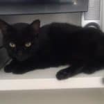 Schwarze Katze mit gelben Augen, die auf einem weißen Regal im Tierheim Siegen ruht.