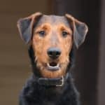 Brauner und schwarzer Hund mit Halsband schaut in die Kamera.