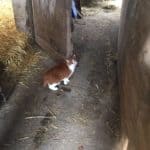 Rotbraune und weiße Katze auf dem Boden der Scheune im Tierheim Siegen.