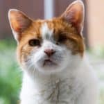 Einäugige orange-weiße Katze sitzt draußen, Tierheim Siegen.