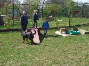 Zwei Kinder, ein Erwachsener und zwei Hunde auf einer eingezäunten Wiese im Tierheim Siegen.