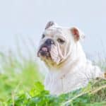 Weiße Bulldogge an einem Baum auf grünem Gras im Tierheim Siegen.