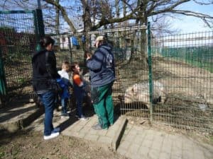 Vier Personen betrachten ein Schwein hinter einem Zaun im Tierheim Siegen.
