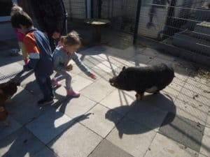 Kinder strecken die Hand nach einem kleinen schwarzen Schwein aus; ein Erwachsener steht in der Nähe.