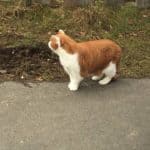 Rotbraune und weiße Katze auf einem Weg in der Nähe von Gras und Zaun.