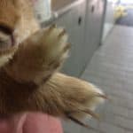 Kaninchenpfote in der Nähe der Nase, Nahaufnahme, drinnen im Tierheim.
