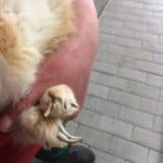 Eine Person hält ein Plüschtier mit einer zusätzlichen Pfote auf einem gefliesten Boden.