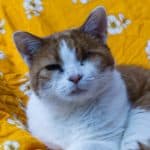 Orange-weiße Katze mit einem geschlossenen Auge auf gelber Blümchendecke.