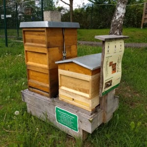 Was summt denn da? Ein Wochenende mit der Honigbiene! @ Tierheim Siegen