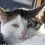 Weiß-graue Katze mit grünen Augen, die sich im Sonnenlicht entspannt.