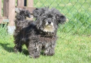 Auf den Hund gekommen?! - Professionelle Starthilfe für den eigenen Hund @ Tierheim Siegen | Siegen | Nordrhein-Westfalen | Deutschland