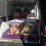 Hühner in einem Käfig in einem offenen weißen Lieferwagen im Tierheim Siegen.