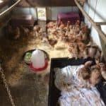 Hühner in einem Stall mit Stroh, Futter, Wasser und Kisten.