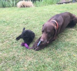 Zwei Hunde, ein brauner und ein schwarzer, zerren an einem lila Spielzeug im Gras.