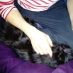 Person in gestreiften Ärmeln streichelt schwarze Katze auf dem Schoß, lila Bettzeug.