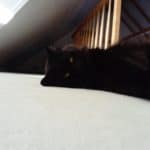 Schwarze Katze, die auf einem hellen Teppich in der Nähe eines Holzgeländers ruht.