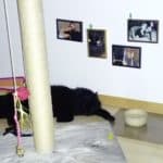 Schwarze Katze neben Futternäpfen, gerahmten Fotos und Kratzbaum.