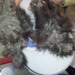 Hände halten graue und weiße Tierfellbüschel auf einer blau-weißen Fläche.