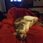 Katze bäuchlings auf roter Decke, schaut in die Kamera, drinnen.