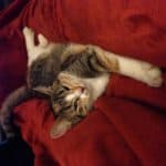 Getigerte Katze auf dem Rücken liegend auf einer roten Decke im Tierheim Siegen.