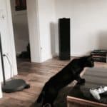 Schwarze Katze streckt sich auf einem Teppich neben Couchtisch und Controller.