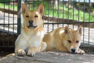 Das richtige Tier für unsere Familie! @ Tierheim Siegen | Siegen | Nordrhein-Westfalen | Deutschland
