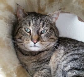 Gestromte Katze mit grünen Augen auf beigem Untergrund im Tierheim Siegen.