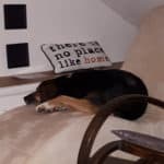 Hund schlafend zusammengerollt auf beige Chaise Lounge in der Nähe von zu Hause Kopfkissen.