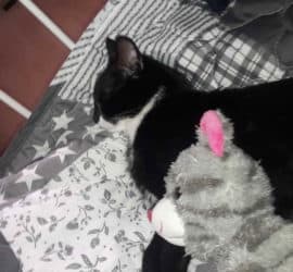 Schwarz-weiße Katze schläft und kuschelt mit einer grauen Plüschkatze.