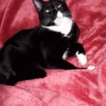 Schwarz-weiße Katze auf roter Decke im Tierheim Siegen.