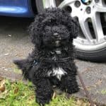Gelockter schwarzer Hund mit weißer Brust auf Gras in der Nähe eines blauen Autos.