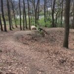 Zwei Hunde beschnüffeln den Boden in einem Waldstück im Tierheim Siegen.