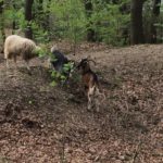 Schafe und zwei Ziegen in einem grünen Wald im Tierheim Siegen.
