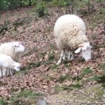 Drei Schafe, eines davon ein Lamm, grasen auf braunen Blättern im Wald.
