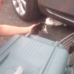 Eine Person zeigt einer weißen Katze ein Kätzchen in einem Transportbehälter unter einem Auto.