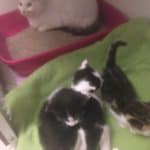 Weiße Katze im Katzenklo, drei Kätzchen auf grüner Decke.