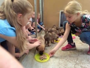 Tierheimwoche 2023 - für Grundschüler @ Tierheim Siegen | Siegen | Nordrhein-Westfalen | Deutschland