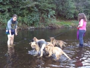 Gassigehen mit Tierheim-Hunden im Gassitrupp