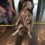 Zwei Personen halten ein Schaf in einer Scheune aufrecht, bereit zum Scheren.