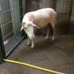 Geschorenes Schaf auf Steinboden am Metalltor im Tierheim Siegen.