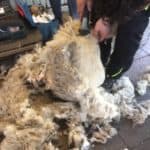 Schafe werden geschoren, dicke Wolle liegt in der Nähe auf dem Boden.