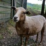 Ein Schaf mit kurzer Wolle steht an einem Metallzaun auf einem Feldweg.