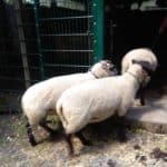 Drei Schafe betreten einen vergitterten Unterstand im Tierheim Siegen.