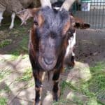 Braun-schwarze Ziege mit gebogenen Hörnern im Gras in der Nähe eines Zauns.