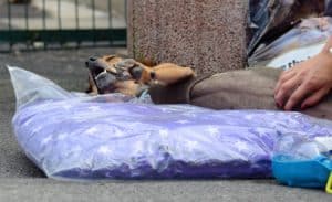 Massage für den Hund @ Tierheim Siegen | Siegen | Nordrhein-Westfalen | Deutschland