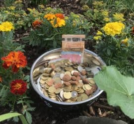 Hundenapf mit Münzen und Scheinen zwischen Ringelblumen im Garten.